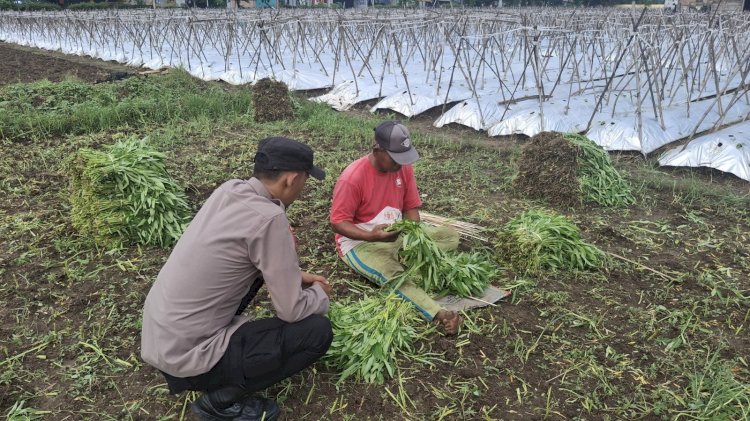 Bhabinkamtibmas Desa Sumberejo Cek Ketahanan Pangan Warga, dengan Pemanfaatan Lahan Kosong untuk Tanaman Sayur